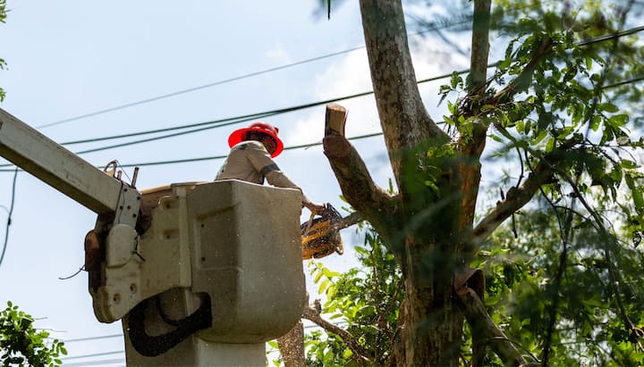 A professional chopping down a tree with a saw in Bronx, NY..