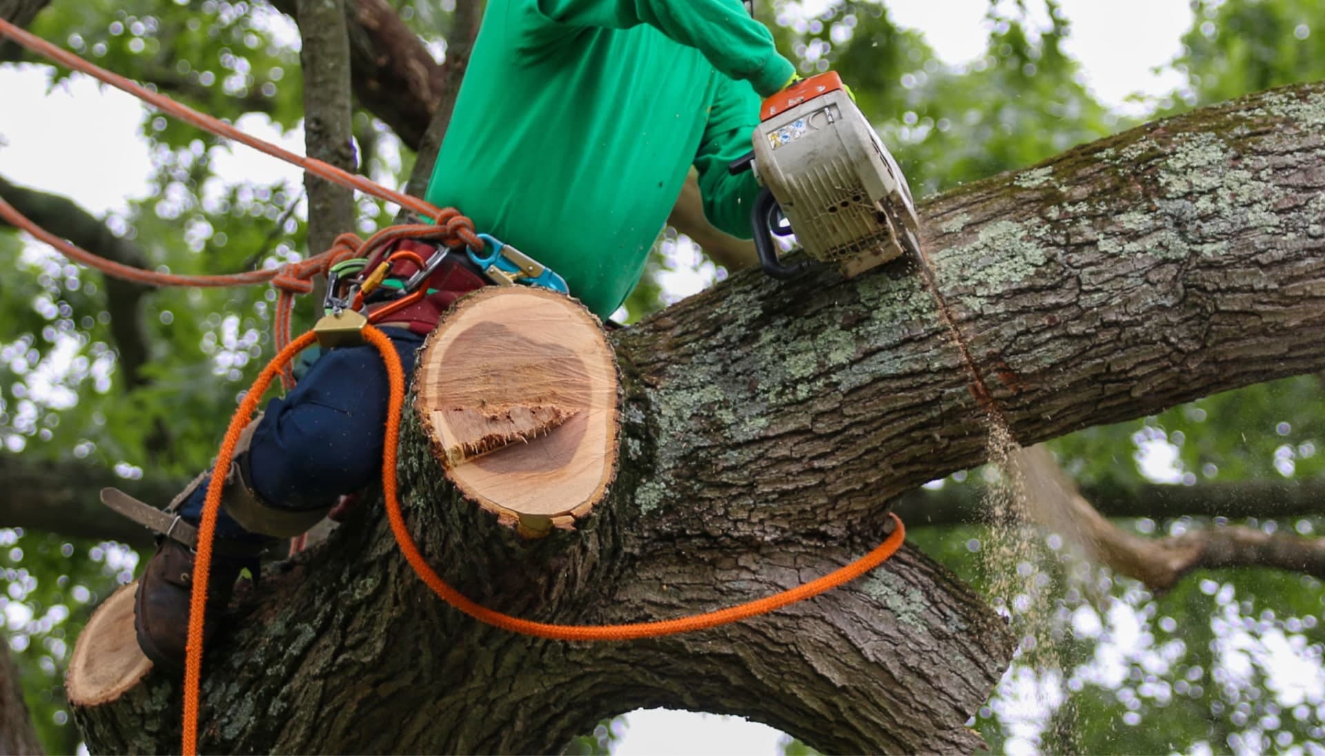 A tree being trimmed in Bronx, NY.