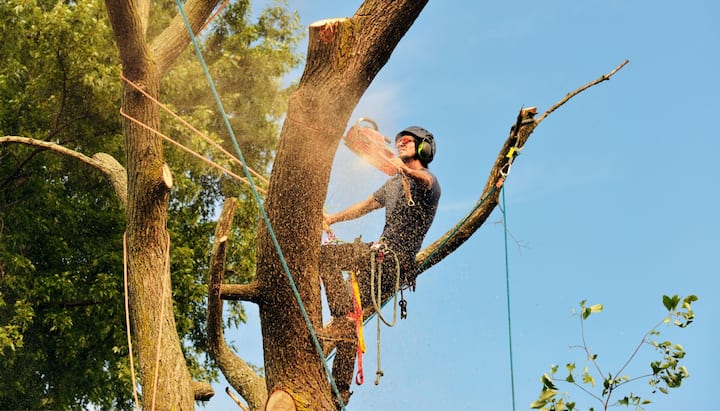 A tree trimming expert chopping down a tree in Bronx, NY.