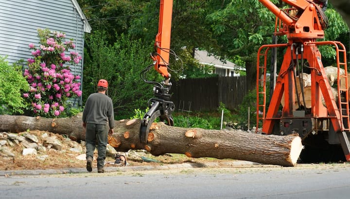 A tree knocked over by tree trimming professionals in Bronx, NY.