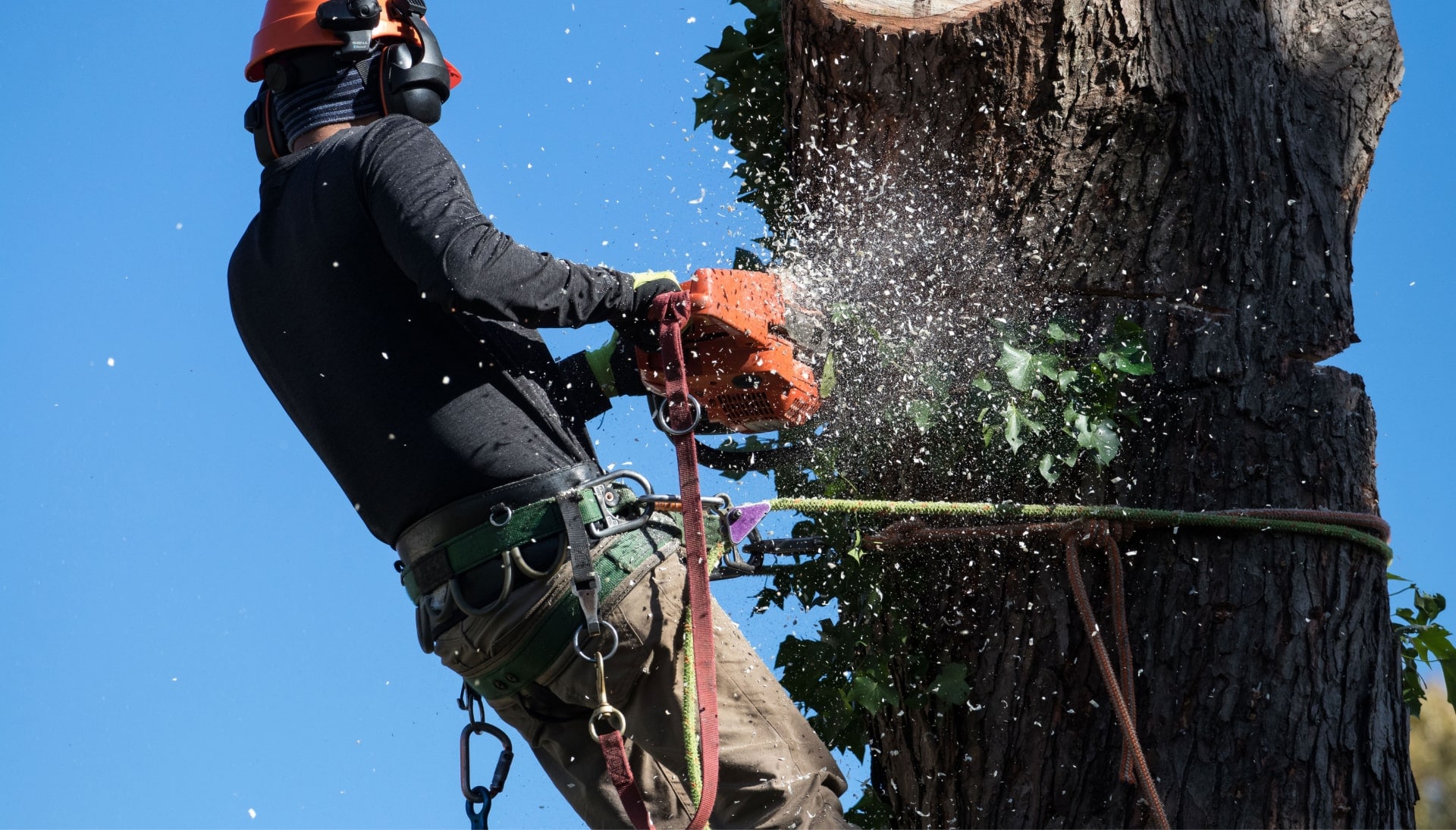 A tree trimming expert chopping a tree in Bronx, NY.